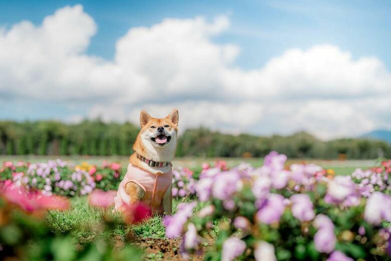提供：柴犬 むぎさん