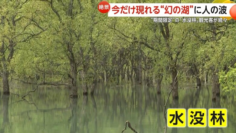 山形・飯豊町の白川湖の中にある水没林
