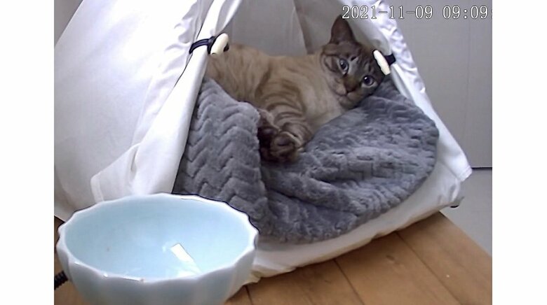 ペットカメラで見る普段のモネくんの様子