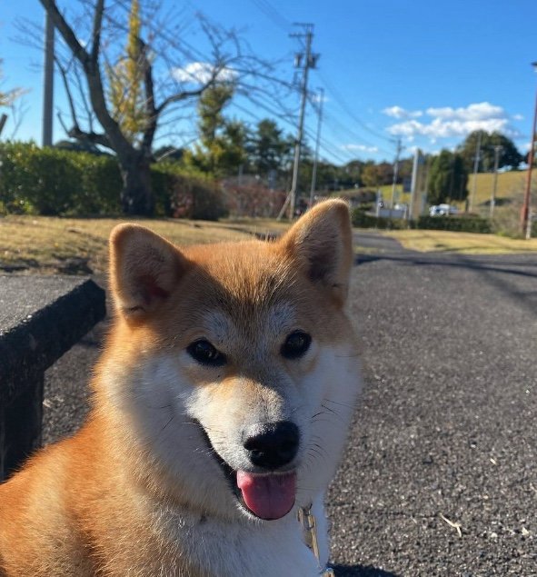 提供：柴犬こむぎさん