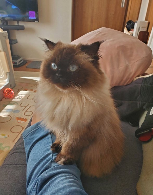 要望に応えないと足に手を置いてくる（提供：ねぎまるさん）