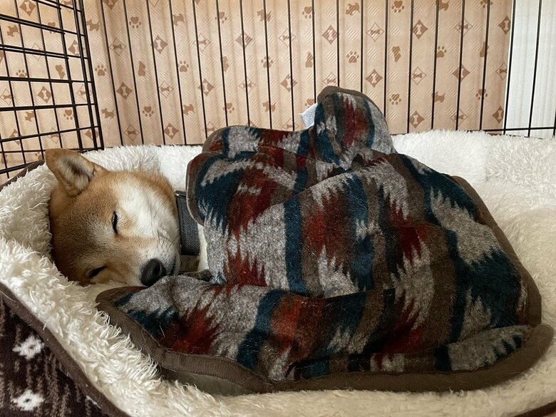 ぬくぬくと布団に包まれて眠っている