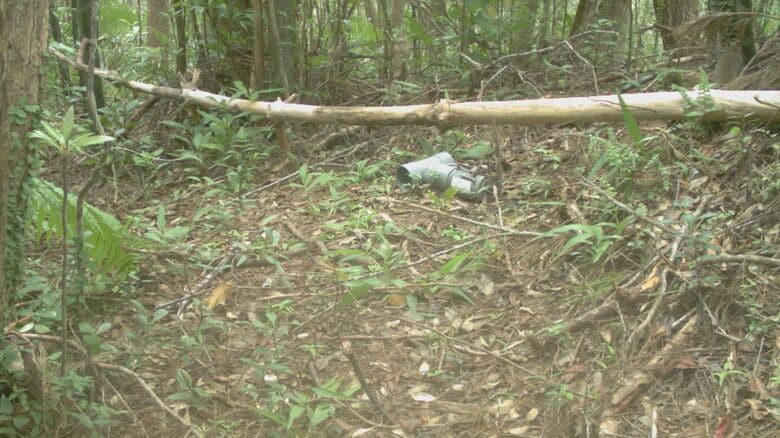 この画像のどこかにマングースが…?!