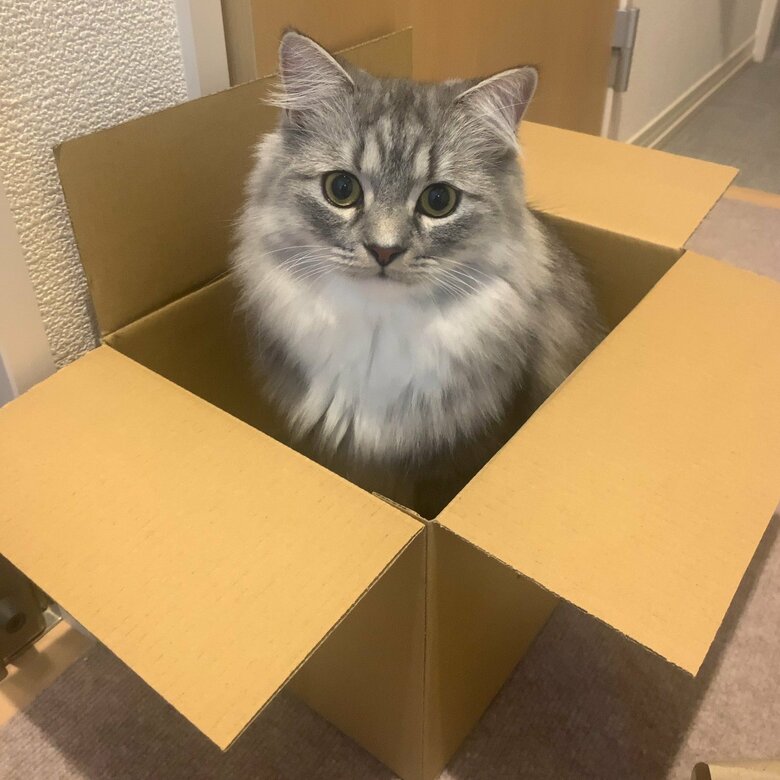空き箱などにはすぐ入るという