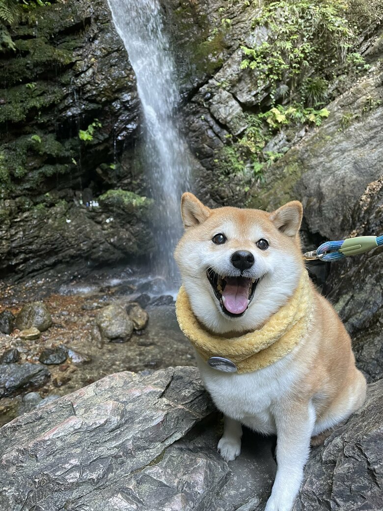 画像提供：柴犬ハナさん