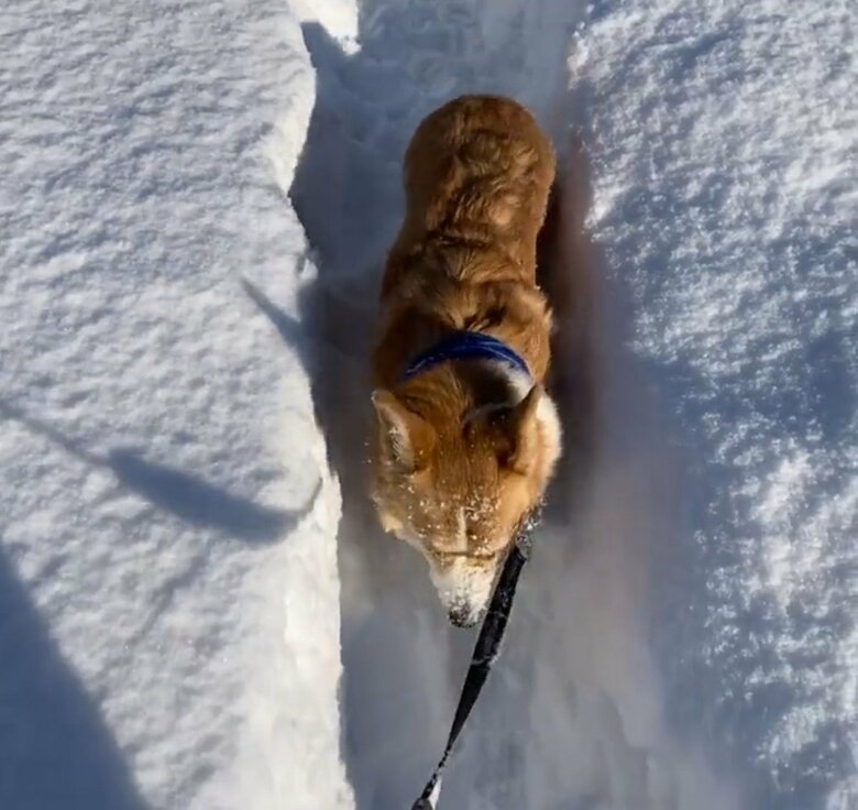 飼い主の足元に近寄ってきて…（提供：むぎん家＠きよらさん）