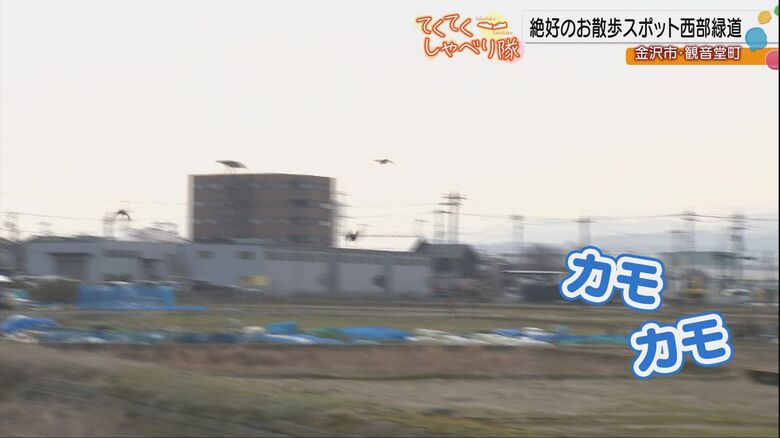 カモが飛び立つ