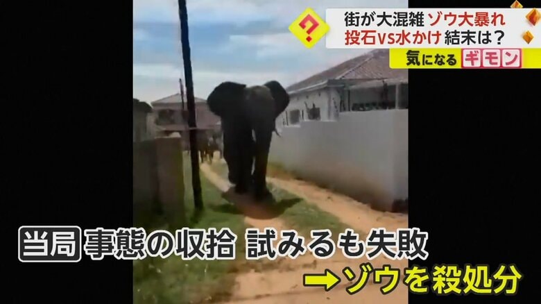 やむを得ず、殺処分されるゾウ