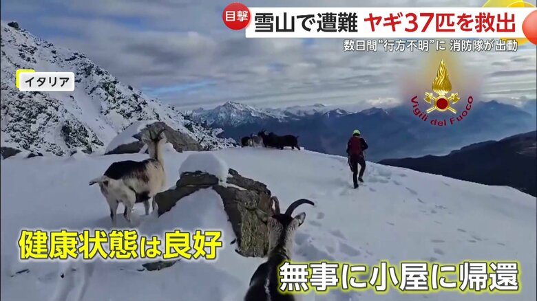 健康状態は良好で、無事に標高600ｍのところにある小屋まで送り届けられたというヤギたち