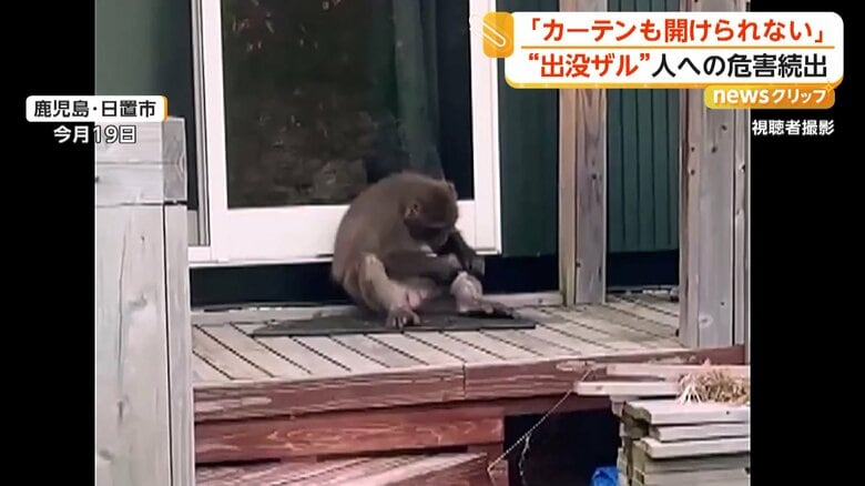 住宅の縁側で毛づくろいをするサル