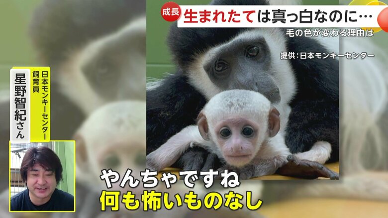 「やんちゃですね、何も怖いものなし」と話す飼育員の星野智紀さん