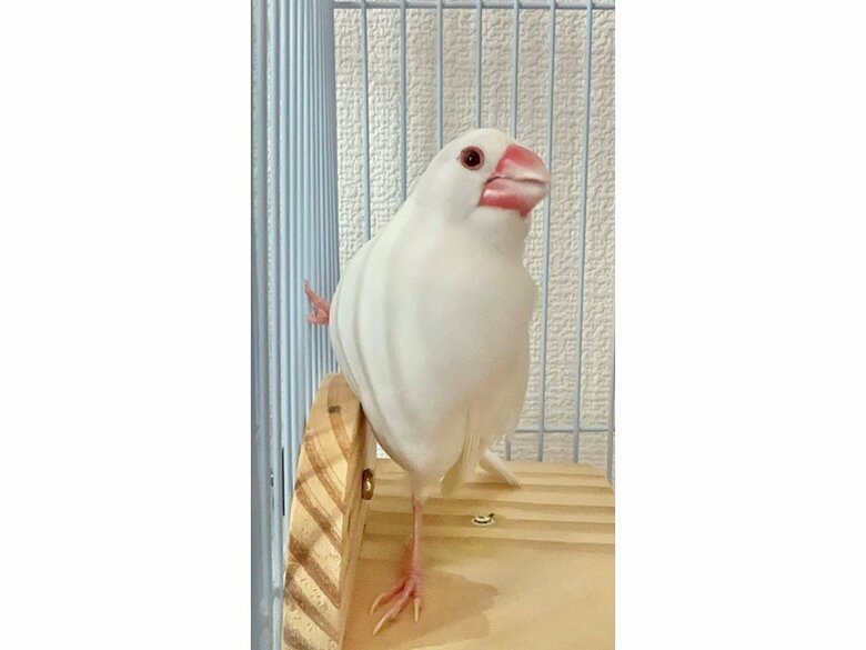 ところてんくん