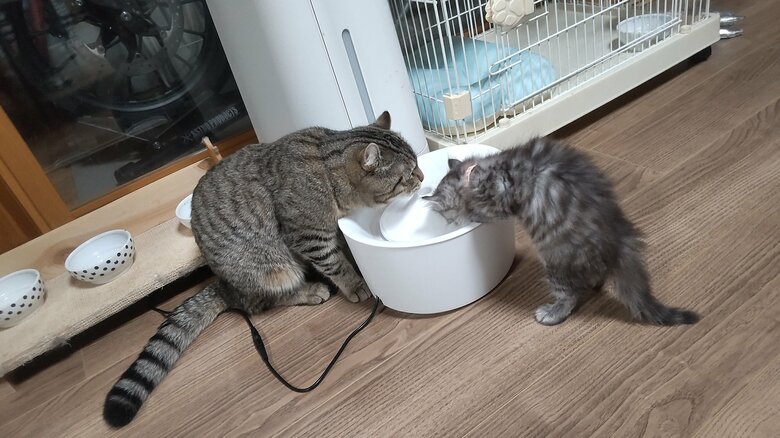 はなちゃんともろこしパパ