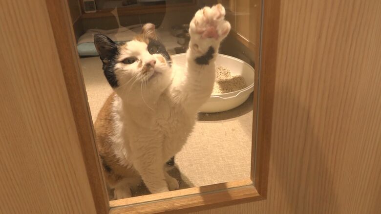 動物愛護センターの猫