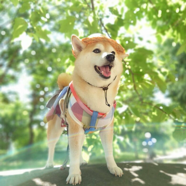 提供：柴犬チャーミーさん