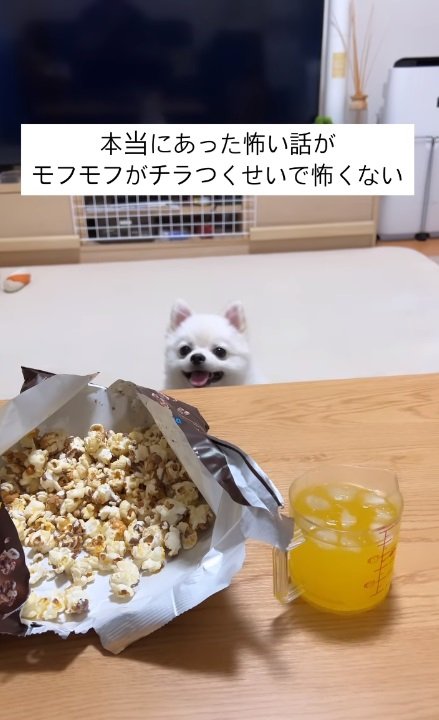 じっと見つめてアピール