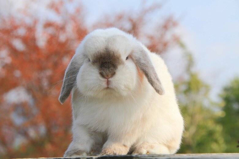 ウサギのポイント柄（画像はイメージ）