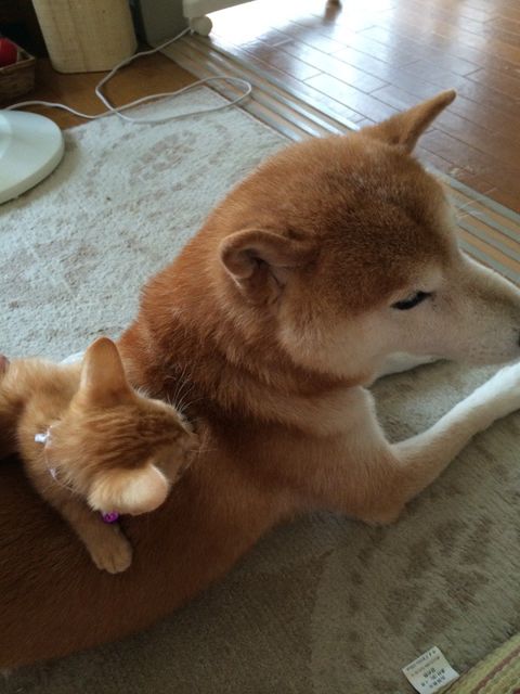 ちまきくんを保護してからの2匹（提供：エンとちぃさん）