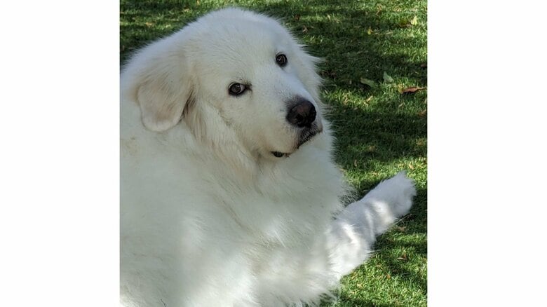 芝生に寝そべる陸ちゃん