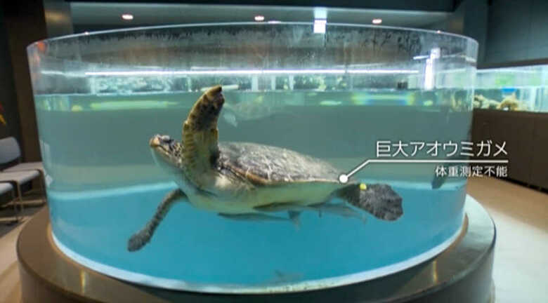 水槽の中に巨大なアオウミガメが泳ぐ