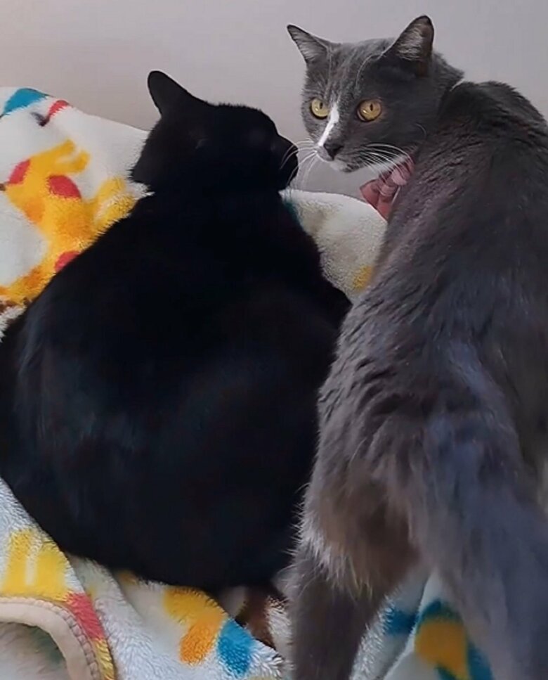 黒猫のふくくん　灰白猫のさちちゃん