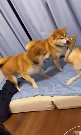 提供：柴犬ポポ(7)リブ(4)ラム(4)さん