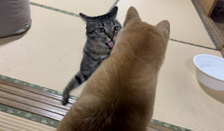 ももちゃんにちょっかいをかける空くん