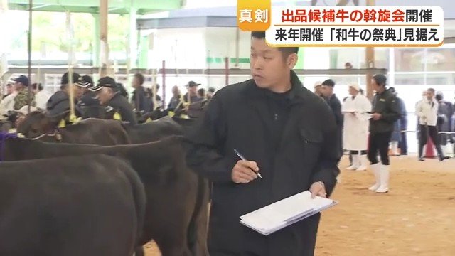 真剣に牛を見極める肥育農家の人々
