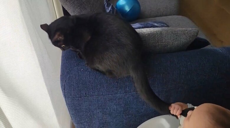 提供：仔猫を拾ったので