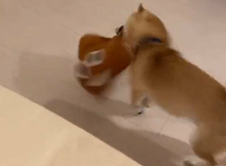 パパさんと遊びたいまめ助くん