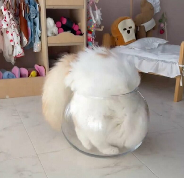 後ろ足も中に入れて…