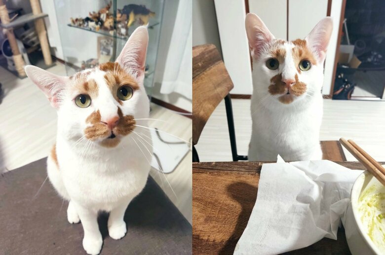 旦那さんといる時のしょぼぼくん（提供：tknさん）