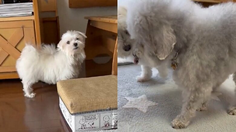 左：ハルくんは飼い主さんを見てくる　右：ひまわりさん（奥の犬）は心配そうにココちゃんのそばに