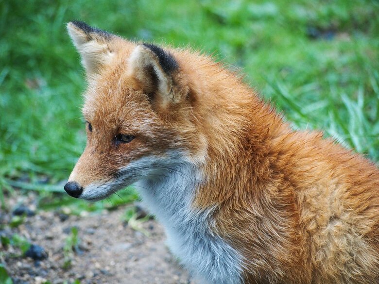 イメージ（キツネ）