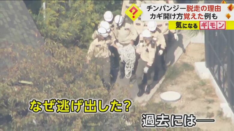 大阪・天王寺動物園で、捕獲したチンパンジーを運ぶ職員たち