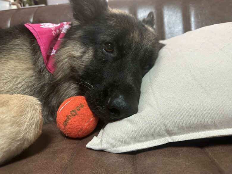 ボールをくわえて