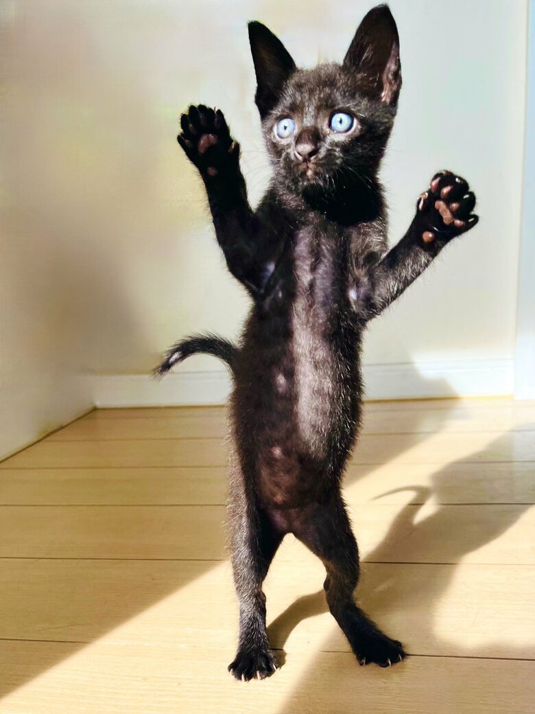 提供：猫野四季＊さん