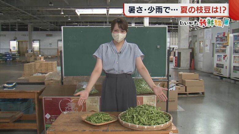 新潟の夏に欠かせない枝豆！