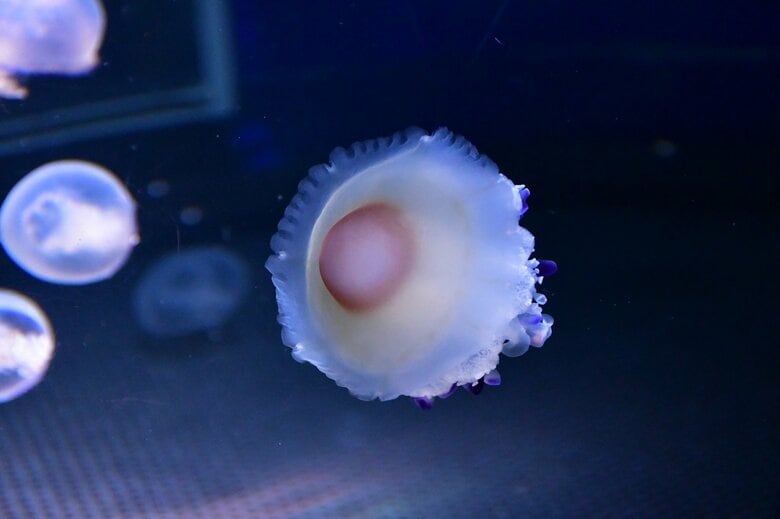 （提供：新江ノ島水族館）