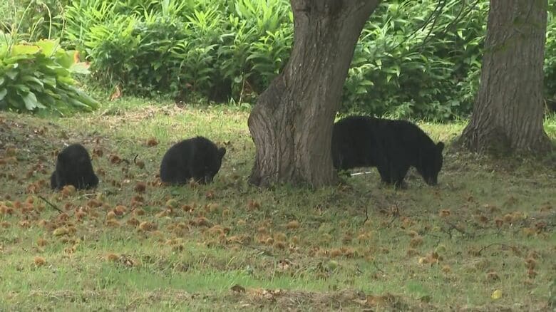 クリを食べる親子グマをカメラが捉えた