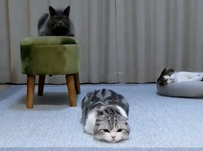 真ん中で伏せている倫太郎くんと、奥で見守る光太郎くん(左)と鉄朗くん(右)