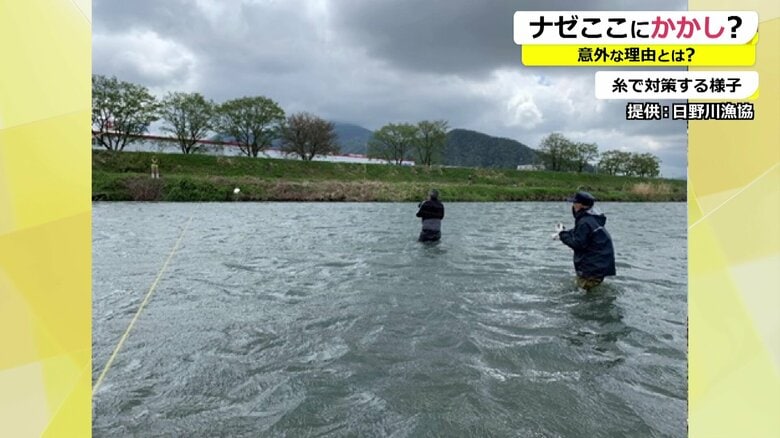 カワウ対策に川に糸を張る日野川漁協