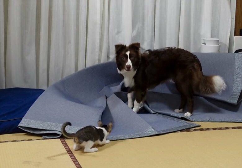 かくれんぼをするとカーペットが…（提供：ゆに＆メッシさん）