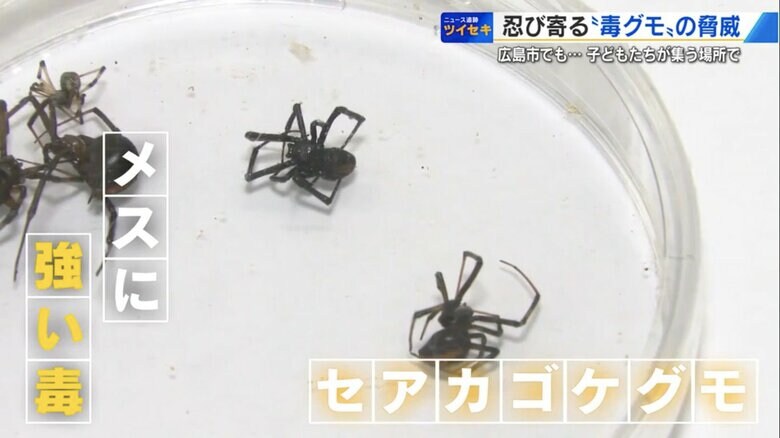 今回、広島市が駆除したセアカゴケグモ