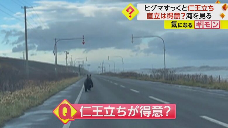 車に気づき、四足歩行に戻ったクマ