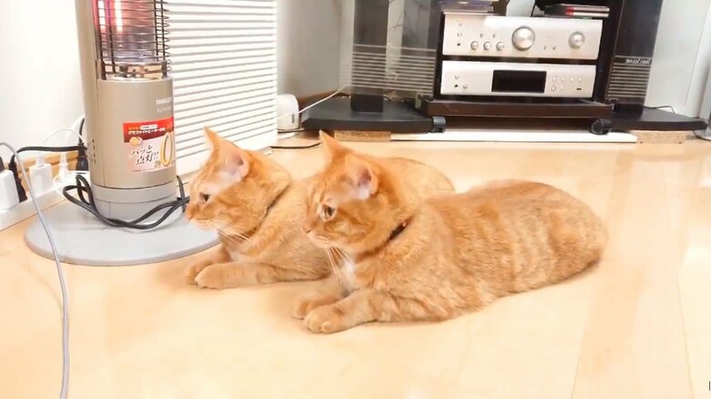 ヒーターの前でくつろぐ2匹