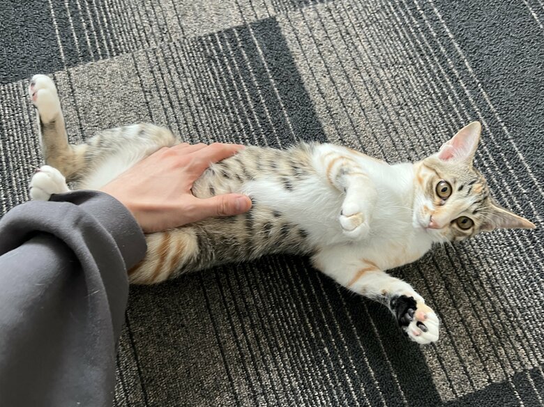 お腹を撫でられてリラックス