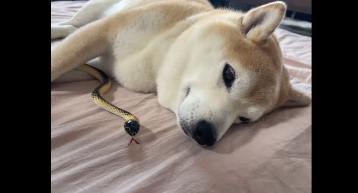 ヘビを抱っこしちゃった？