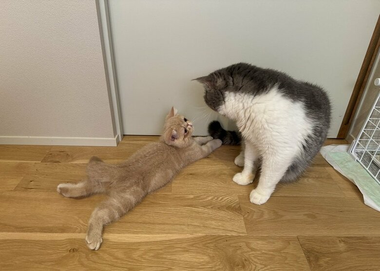 こまるくん（左）と、先住猫のしょげくん