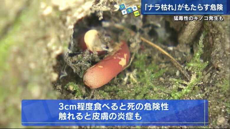 ナラ枯れの周辺で発生する傾向がある猛毒性キノコ「カエンタケ」